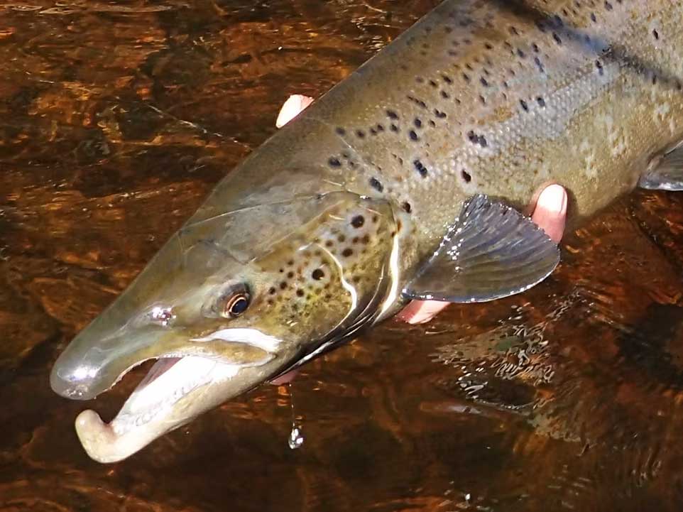 5c4433_f8800f7ff2354a749d283538fb3ef5d7~mv2